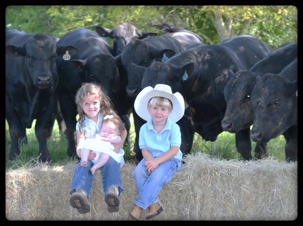 The Grandchildren with some gentle ChiAngus bulls